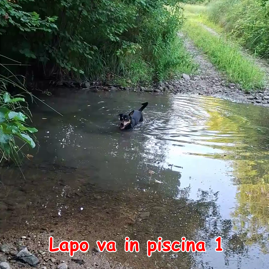 Lapo va in piscina 1